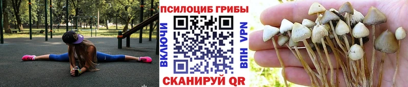 Псилоцибиновые грибы GOLDEN TEACHER Камень-на-Оби